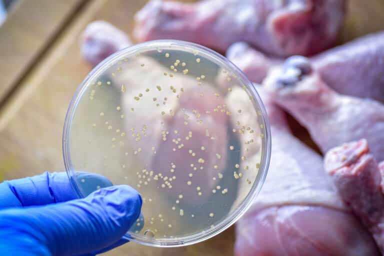 Petri dish showing bacterial culture against chicken meat pieces